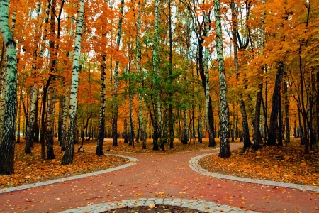 path in autumnal parkの写真素材