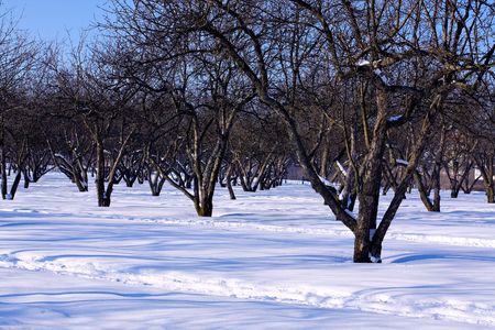 Winter landscapeの写真素材