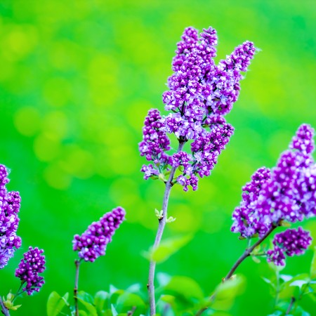 blooming lilac branches in springtimeの写真素材
