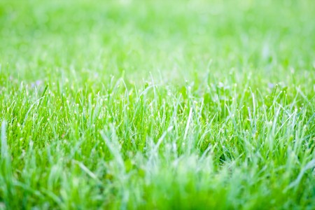 vivid spring green grassの写真素材