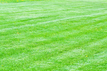 vivid spring green grassの写真素材