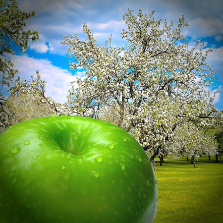 blooming spring forest with autumn juicy appleの写真素材