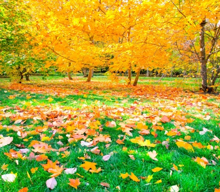 beautiful colorful autumn park in sunny dayの写真素材