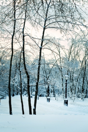 Beautiful winter forest snowy parkの写真素材