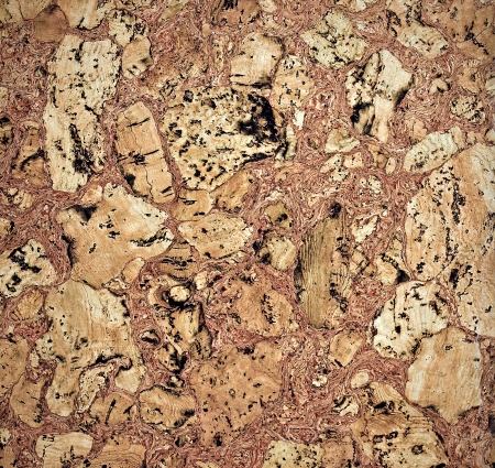 Natural wooden cork tree textureの写真素材