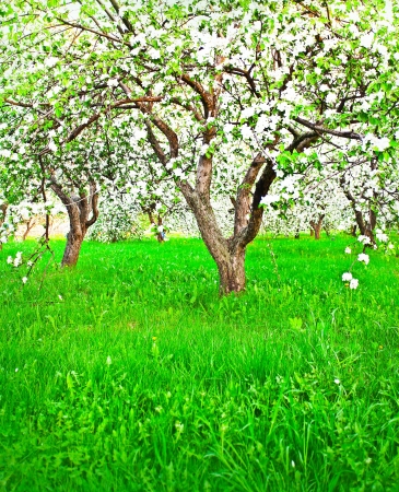 Beautiful blooming of decorative white apple and fruit trees over bright blue sky in colorful vivid spring park full of green grass by dawns early light with first sun rays, fairy heart of natureの写真素材