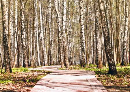 Birch Alleyの写真素材