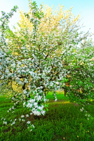 Beautiful blooming of decorative white apple and fruit trees over bright blue sky in colorful vivid spring park full of green grass by dawns early light with first sun rays, fairy heart of natureの写真素材