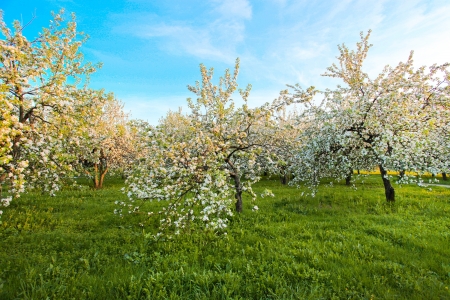 Beautiful blooming of decorative white apple and fruit trees over bright blue sky in colorful vivid spring park full of green grass by dawns early light with first sun rays, fairy heart of natureの写真素材