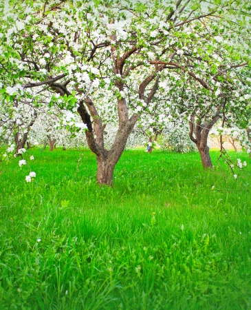 Beautiful blooming of decorative white apple and fruit trees over bright blue sky in colorful vivid spring park full of green grass by dawns early light with first sun rays, fairy heart of natureの写真素材