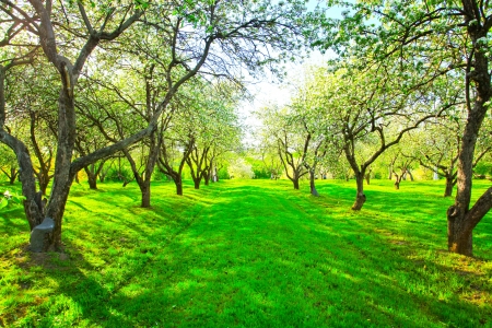 Beautiful blooming of decorative white apple and fruit trees over bright blue sky in colorful vivid spring park full of green grass by dawns early light with first sun rays, fairy heart of natureの写真素材