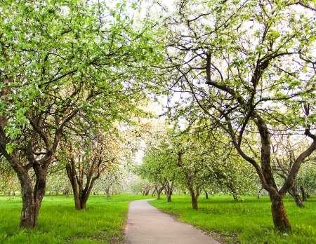 Beautiful blooming of decorative white apple and fruit trees over bright blue sky in colorful vivid spring park full of green grass by dawns early light with first sun rays, fairy heart of natureの写真素材