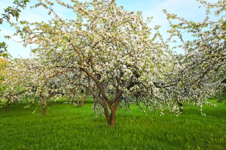 Blooming apple trees over shiny blue sky in spring parkの写真素材