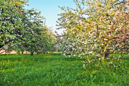 Beautiful blooming of decorative white apple and fruit trees over bright blue sky in colorful vivid spring park full of green grass by dawns early light with first sun rays, fairy heart of natureの写真素材