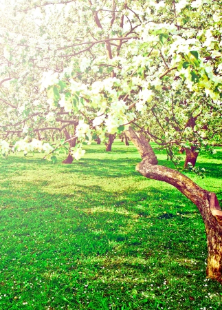 Beautiful blooming of decorative white apple and fruit trees over bright blue sky in colorful vivid spring park full of green grass by dawn early light with first sun rays, fairy heart of natureの写真素材