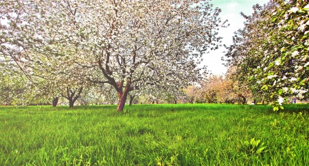 Beautiful blooming of decorative white apple and fruit trees over bright blue sky in colorful vivid spring park full of green grass by dawns early light with first sun rays, fairy heart of natureの写真素材