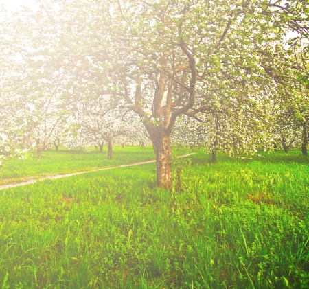 Beautiful blooming of decorative white apple and fruit trees over bright blue sky in colorful vivid spring park full of green grass by dawns early light with first sun rays, fairy heart of natureの写真素材