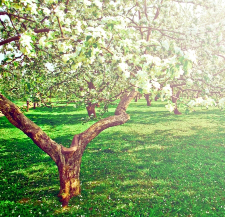 Beautiful blooming of decorative white apple and fruit trees over bright blue sky in colorful vivid spring park full of green grass by dawn early light with first sun rays, fairy heart of natureの写真素材