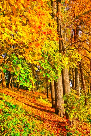 Beautiful colorful autumn park in sunny day, perspective vanishing alleyの写真素材