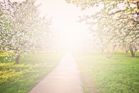 Beautiful blooming of decorative white apple and fruit trees over bright blue sky in colorful vivid spring park full of green grass by dawns early light with first sun rays, fairy heart of natureの写真素材