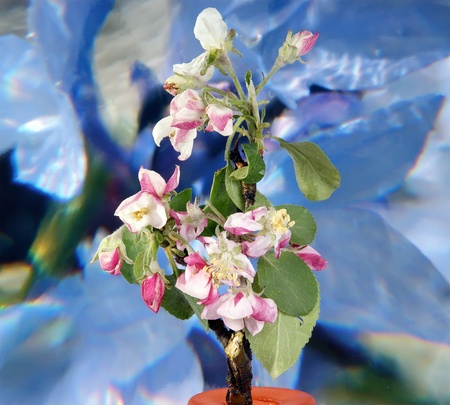 Branch with flowers and blossoms of appleの写真素材