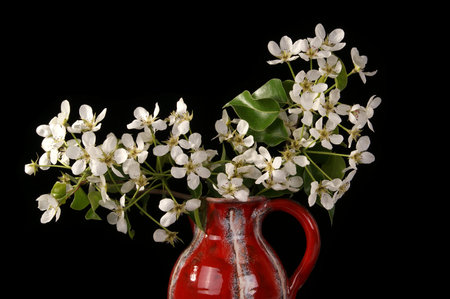Bouquet of flowers and blossoms of cherries isolated on black