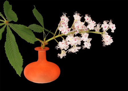 Horse chestnut flower in a vase on a black backgroundの写真素材