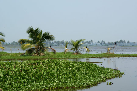 backwaters or swamps in the jungles of Kerala, India