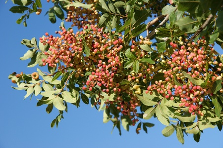 Tree with red fruits on a background of blue skyの写真素材