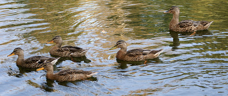 flock of gray ducks floating on a summer pond