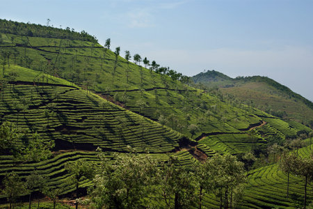 tea plantation of Kerala, South India