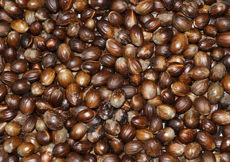 Bunch of nutmeg can be used as background