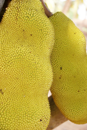 Ripe Jackfruits -- the scientific name for this fruit is Artocarpus heterophyllus
