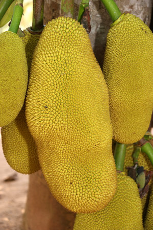 Ripe Jackfruits -- the scientific name for this fruit is Artocarpus heterophyllus