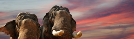 Face of Asian Elephant, or Indian, Kerala, South Indiaの写真素材