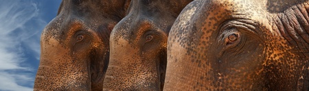 Face of Asian Elephant, or Indian, Kerala, South Indiaの写真素材