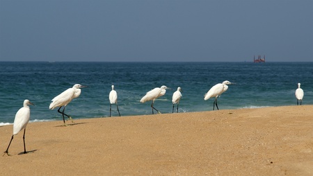 Herons on a sandy beach near the ocean. Kerala, South Indiaの写真素材