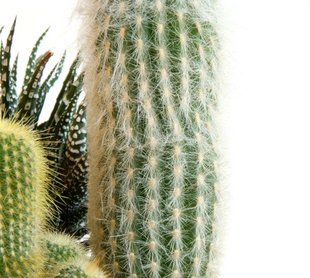 Decorative cactus on a white backgroundの写真素材