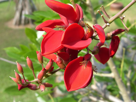 The big red flowers similar to leaves on a branch close up.の写真素材