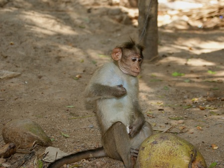 monkey (macaque) in a natural environment, South India, Keralaの写真素材