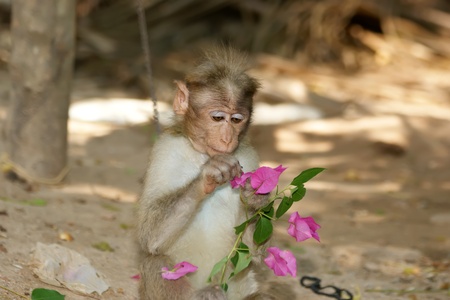 monkey (macaque) in a natural environment, South India, Keralaの写真素材