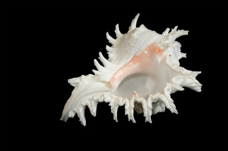 Sea shellの写真素材