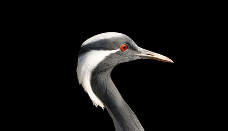 stork, isolated on a black backgroundの写真素材