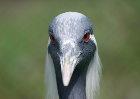 The large image of a stork with a long beakの写真素材