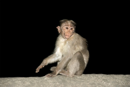 monkey (macaque) isolation on a black backgroundの写真素材
