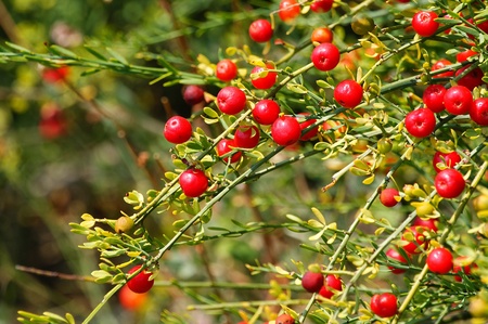 Bright red small fruits on a green branch of a bushの写真素材