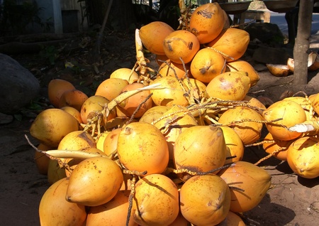 Island Sri Lanka (Ceylon), the big heap of yellow ripe coconuts in the rural market.の写真素材