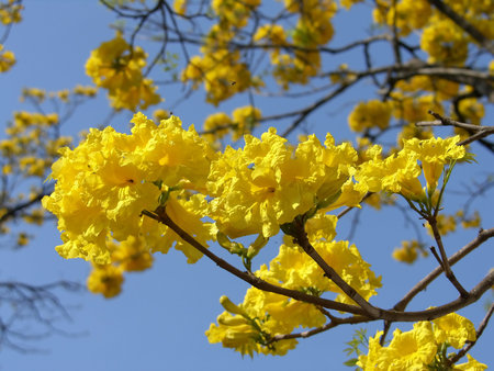 The island Sri Lanka (Ceylon), tree blossoming by yellow colours against the blue sky