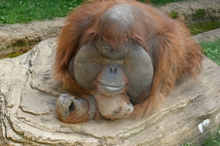 The large image of the big terrible orangutan on the natureの写真素材