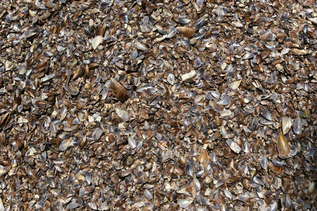Background of seashells, closeup